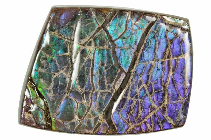 Flashy Ammolite (Fossil Ammonite Shell) - Blues & Purples #357632